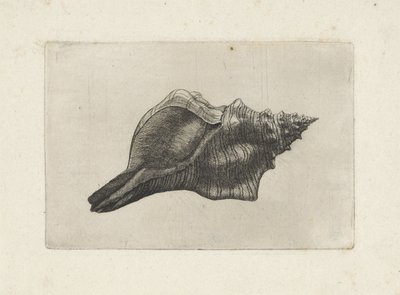 Concha, trapecio pleuroploca Conchas (título de la serie) de Wenceslaus Hollar