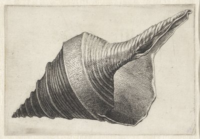 Concha, siringe aruanus Conchas (título de la serie) de Wenceslaus Hollar