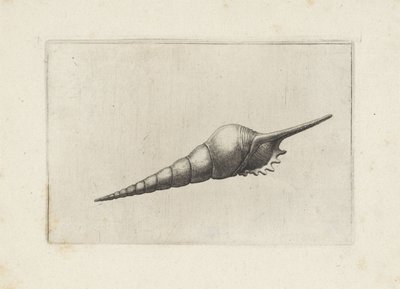 Schelp, huso de flauta melanocheilus Schelpen (título de la serie) de Wenceslaus Hollar