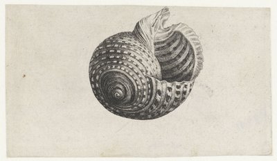 Concha, tonna dolium Conchas (título de la serie) de Wenceslaus Hollar