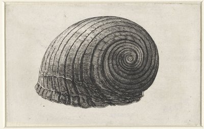 Concha, tonna galea Conchas (título de la serie) de Wenceslaus Hollar