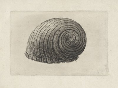 Concha, tonna galea Conchas (título de la serie) de Wenceslaus Hollar
