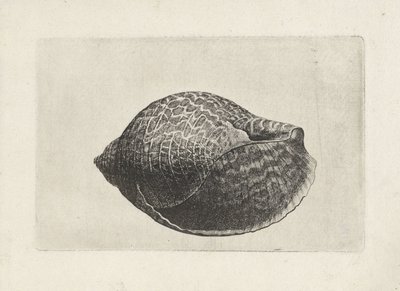 Concha, tonna perdix Conchas (título de la serie) de Wenceslaus Hollar
