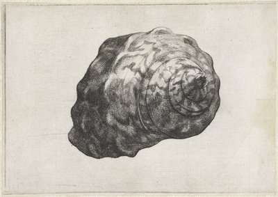 Concha, turbo sarmaticus Conchas (título de la serie) de Wenceslaus Hollar