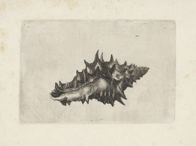 Concha, vasum ceramicum Conchas (título de la serie) de Wenceslaus Hollar