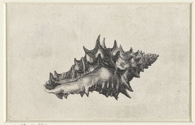 Schelp, vasum ceramicum
Schelpen (título de la serie) de Wenceslaus Hollar