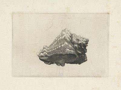 Concha, vasum muricatum nacido Conchas (título de la serie) de Wenceslaus Hollar