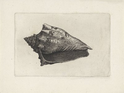 Concha, voluta ebraea Conchas (título de la serie) de Wenceslaus Hollar