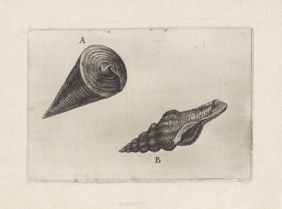 Conchas, telescopium telescopium (A) y fusinus laticostatus (B) Conchas (título de la serie) de Wenceslaus Hollar