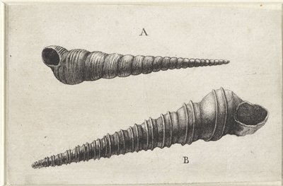 Conchas, turritella terebra (A) y turritella duplicata (B) Conchas (título de la serie) de Wenceslaus Hollar