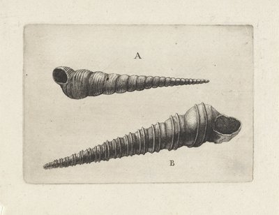 Conchas, turritella terebra (A) y turritella duplicata (B) Conchas (título de la serie) de Wenceslaus Hollar
