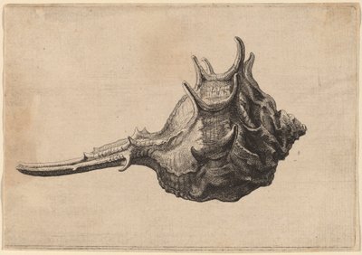 Concha (Murex brandaris) de Wenceslaus Hollar