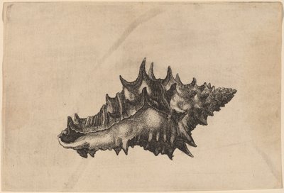 Concha (Vasum ceramicum) de Wenceslaus Hollar