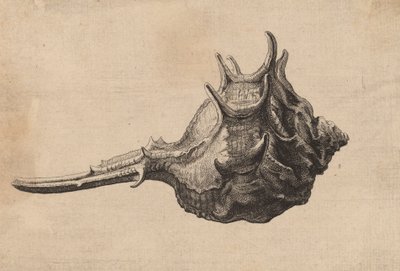 Concha Murex brandaris, c. 1645 de Wenceslaus Hollar