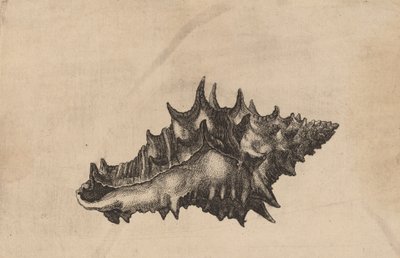 Concha Vasum ceramicum, c. 1645 de Wenceslaus Hollar