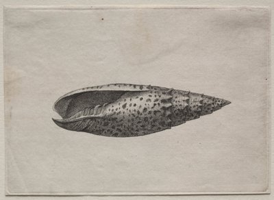 Shells:  Mitra papalis L de Wenceslaus Hollar