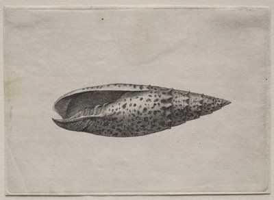 Conchas: Mitra papalis L, c. 1640s de Wenceslaus Hollar