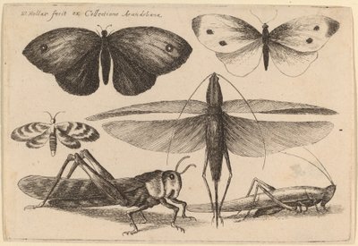 Seis Insectos de Wenceslaus Hollar