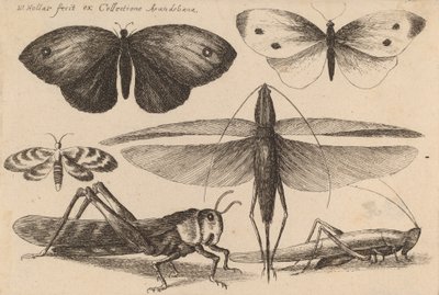 Seis insectos, 1646 de Wenceslaus Hollar