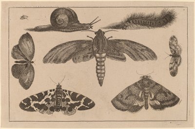 Seis insectos, una oruga y un caracol de Wenceslaus Hollar