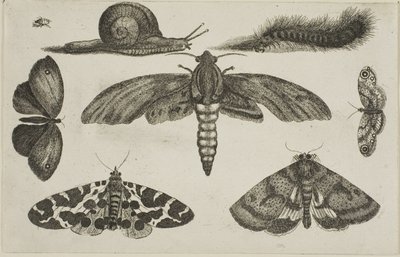 Seis insectos, una oruga y un caracol de Wenceslaus Hollar