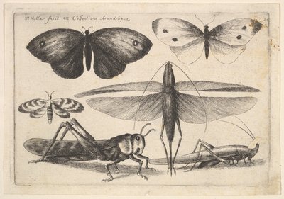 Seis insectos de Wenceslaus Hollar
