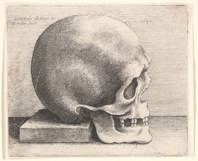 Cráneo en perfil hacia la derecha de Wenceslaus Hollar