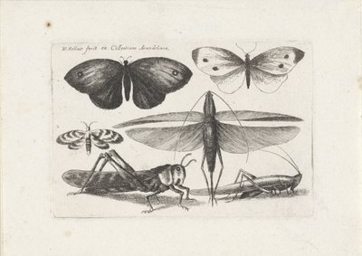 Saltamontes y mariposas
Insectos (título de la serie)
Muscarum Scarabeorum (título de la serie) de Wenceslaus Hollar