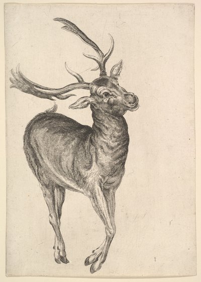 Ciervo, 1625-77 de Wenceslaus Hollar