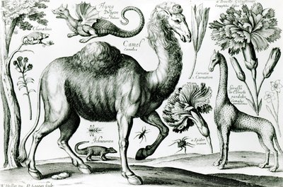 Estudio de animales y flores, grabado por D. Loggan de Wenceslaus Hollar