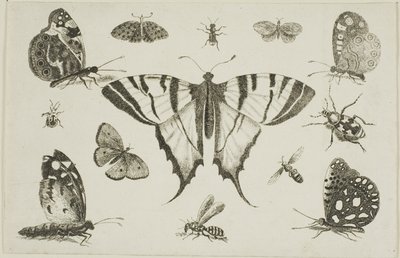 Mariposa de Cola de Golondrina y Otros Doce Insectos de Wenceslaus Hollar