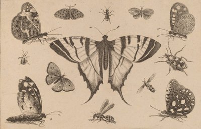 Mariposa cola de golondrina y otros doce insectos de Wenceslaus Hollar
