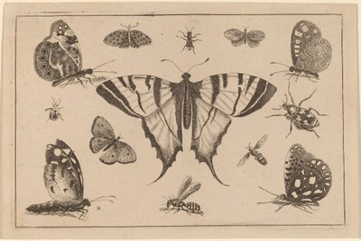 Mariposa cola de golondrina y otros doce insectos de Wenceslaus Hollar