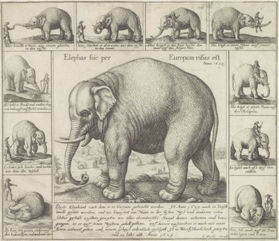 también huelen Se vio un elefante aquí en Europa (título sobre el objeto) de Wenceslaus Hollar