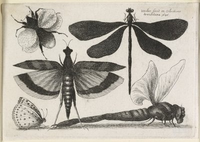 El conjunto de mariposas, uno de doce, 1646 de Wenceslaus Hollar