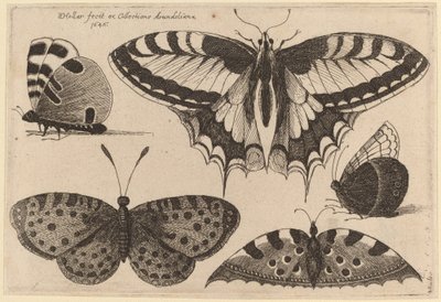 Tres Mariposas y Dos Polillas de Wenceslaus Hollar