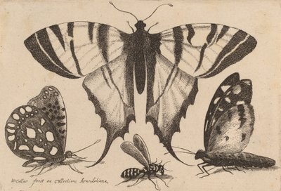 Tres mariposas y una avispa, 1646 de Wenceslaus Hollar