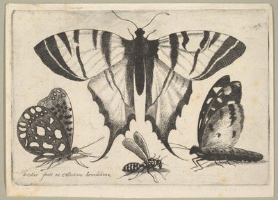 Tres mariposas y una avispa de Wenceslaus Hollar