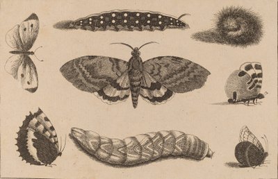 Tres orugas, una polilla y cuatro mariposas de Wenceslaus Hollar
