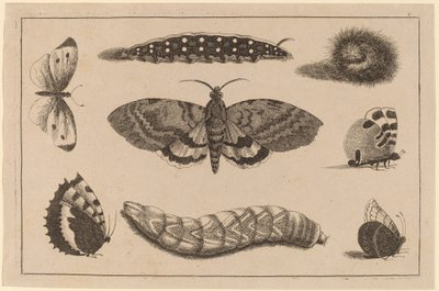 Tres orugas, una polilla y cuatro mariposas de Wenceslaus Hollar