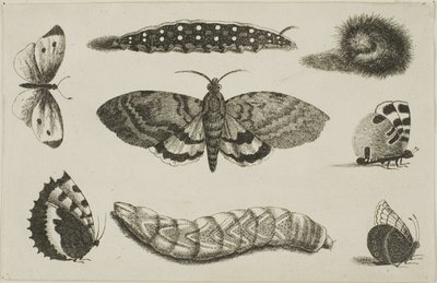 Tres orugas, una polilla y cuatro mariposas de Wenceslaus Hollar