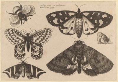 Tres Polillas, Dos Mariposas y un Abejorro de Wenceslaus Hollar
