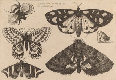 Tres polillas, dos mariposas y un abejorro, 1646 de Wenceslaus Hollar