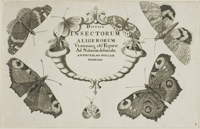 Página de título de Diversae Insectorum de Wenceslaus Hollar