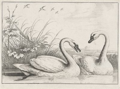 dos cisnes Especies de Diversae avium (título de la serie) Aves diferentes (título de la serie) de Wenceslaus Hollar