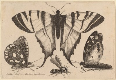 Dos Mariposas, una Avispa y una Polilla de Wenceslaus Hollar