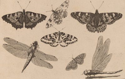 Dos libélulas y cinco mariposas de Wenceslaus Hollar