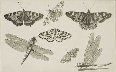 Dos libélulas y cinco mariposas de Wenceslaus Hollar