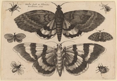 Dos Polillas y Seis Insectos de Wenceslaus Hollar
