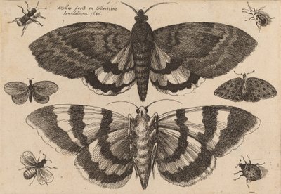 Dos polillas y seis insectos de Wenceslaus Hollar